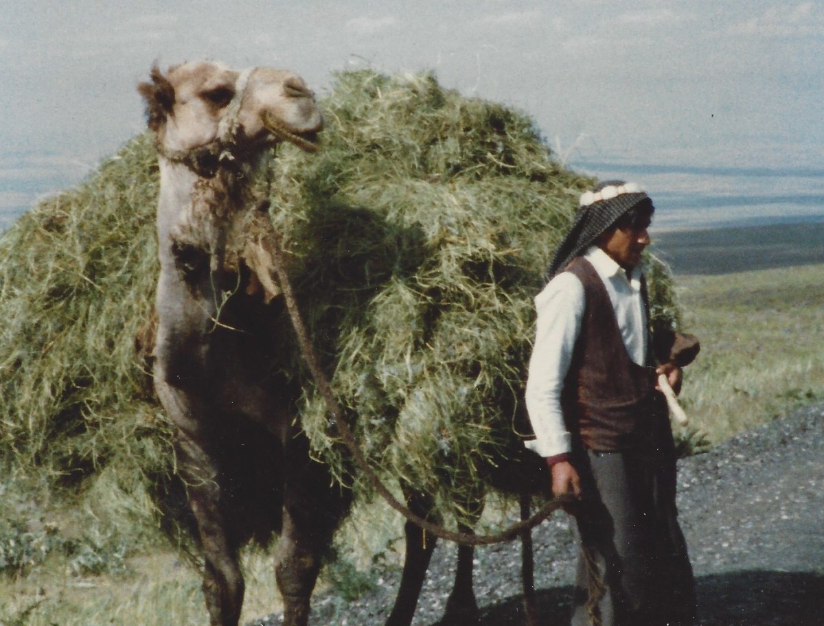 Turkey camel load